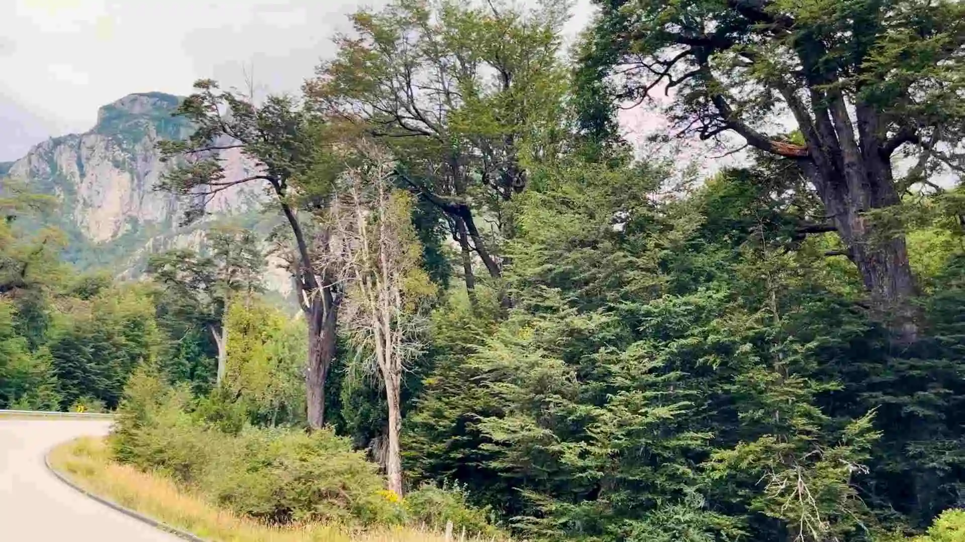 Lotes Laguna Las Torres - Región de Aysén — 7