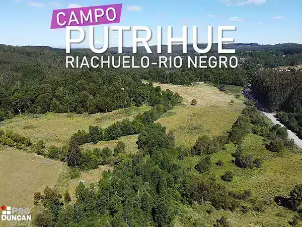 Campo Putrihue Riachuelo