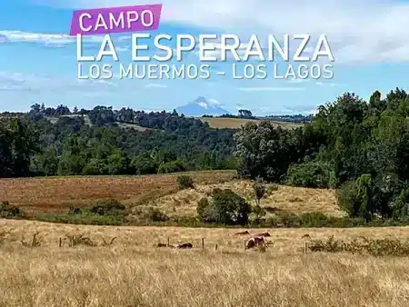Campo La Esperanza Los muermos