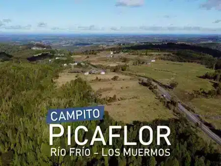 Presentacion Campito Picaflor