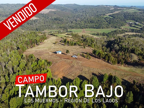 Low Tambor Field verkauft