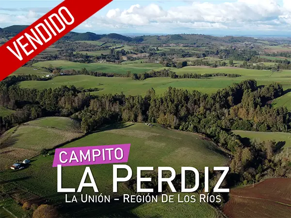 Campito La Perdiz Vendido