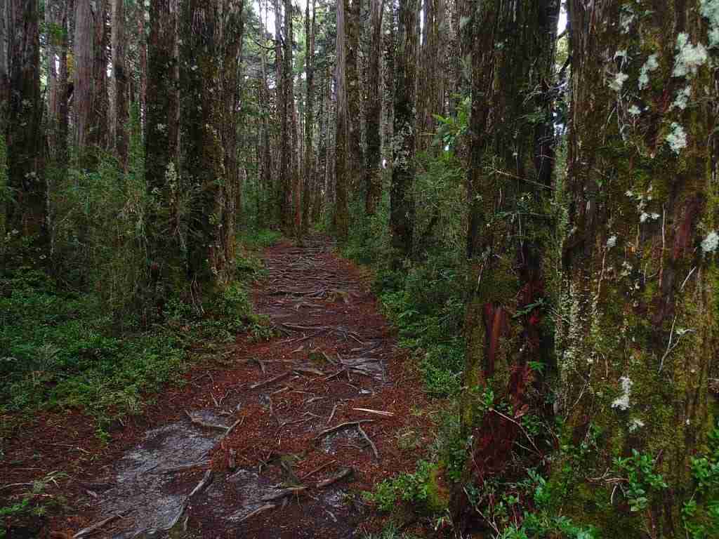 Alerce Costero cercano a campo Talingotinto