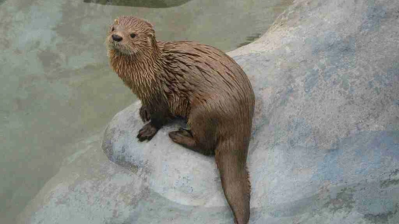 Protección de las nutrias en Chile
