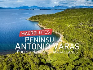 Macrolotes Península Antonio Varas