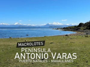 Macrolotes Península Antonio Varas Puerto Natales