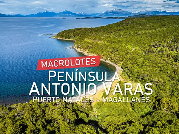 Macrolotes Península Antonio Varas