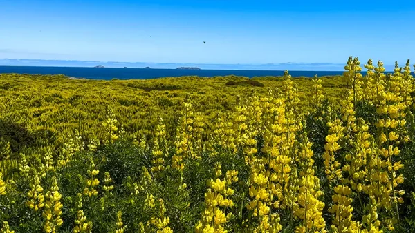 Lots in Carelmapu Mar Brava - Maullín - Lakes Region - Image 4
