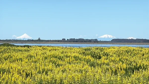 Lots in Carelmapu Mar Brava - Maullín - Lakes Region - Image 8