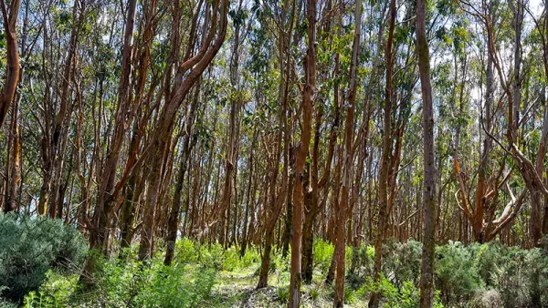 Lots in Carelmapu Mar Brava - Maullín - Lakes Region - Image 9