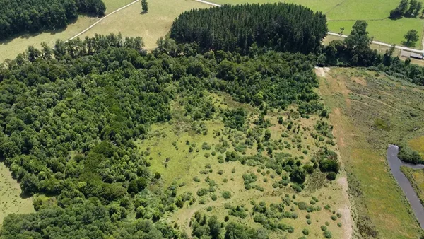 Farm in Cañitas, Los Muermos - Fundo Cañitas, Los Lagos Region - Image 11