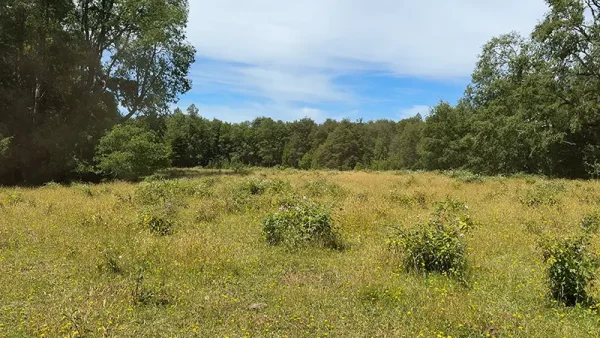 Farm in Cañitas, Los Muermos - Fundo Cañitas, Los Lagos Region - Image 12