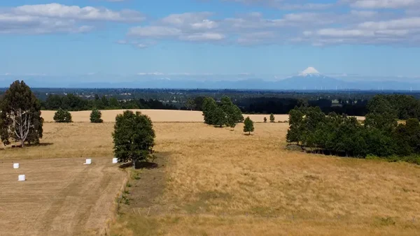 Field in Purranque - Alto Palomar, Lakes Region - Image 2