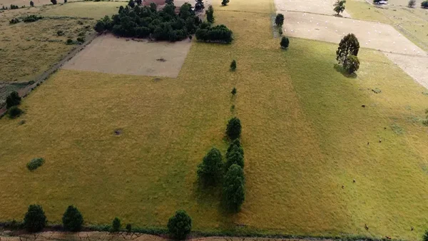 Field in Purranque - Alto Palomar, Lakes Region - Image 11