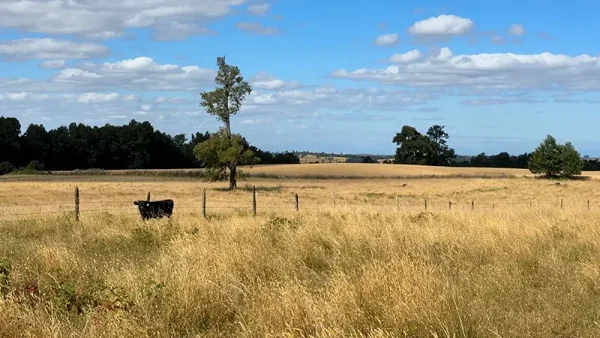 Field in Purranque - Alto Palomar, Lakes Region - Image 3