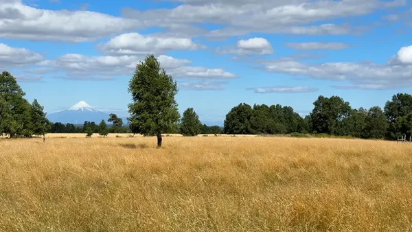 Field in Purranque - Alto Palomar, Lakes Region - Image 7