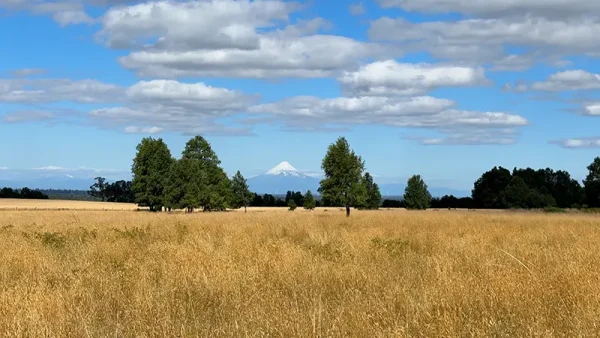Field in Purranque - Alto Palomar, Lakes Region - Image 8
