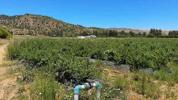 Huerto Potrero Largo (7)