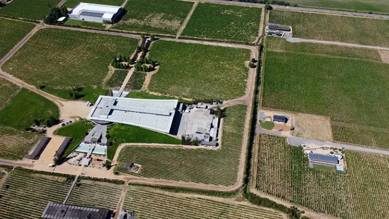 VIÑEDOS 1