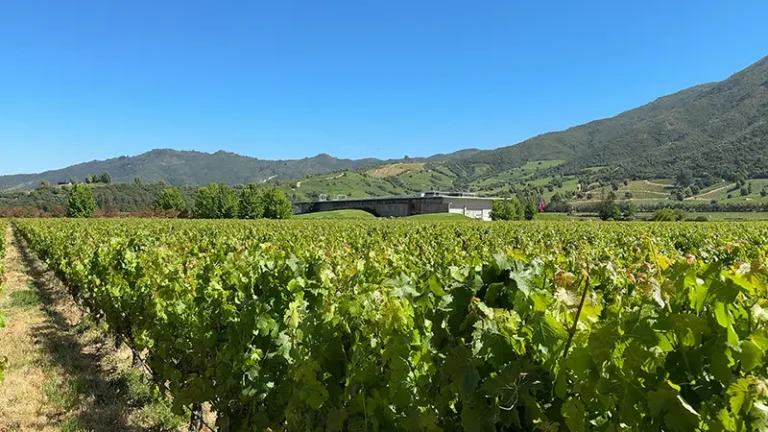 VIÑEDOS 2