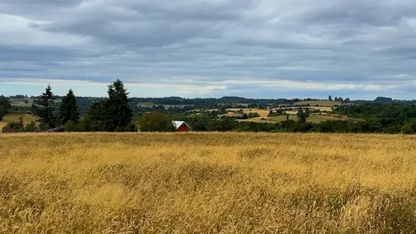 Campo Santa Barbara en Puerto Varas (11)