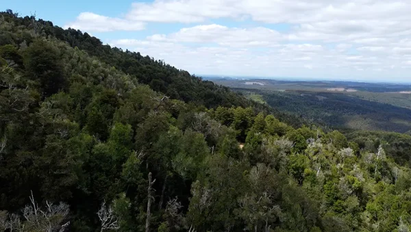 Field in Purranque - Hueyusca - Lakes Region - Image 2