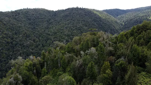 Field in Purranque - Hueyusca - Lakes Region - Image 11