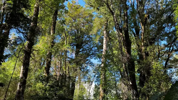 Bosque Chaquihues 12