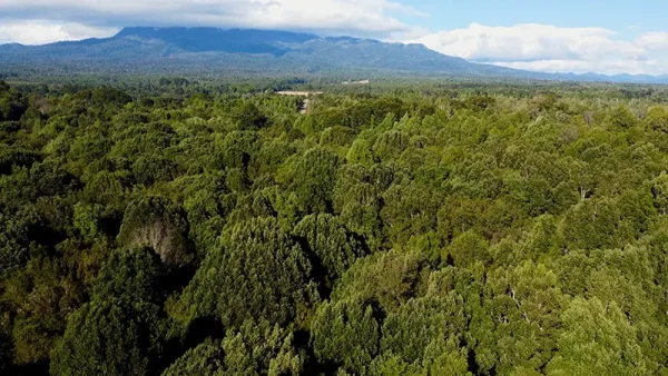 Bosque Los Chaquihues (10)