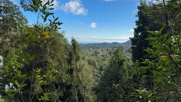 Bosque Los Chaquihues (2)