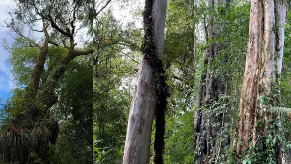 Bosque Los Chaquihues (3)