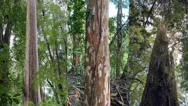 Bosque Los Chaquihues (4)