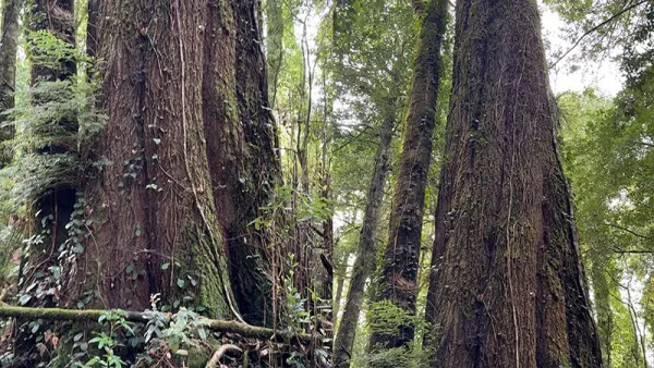Bosque Los Chaquihues (5)