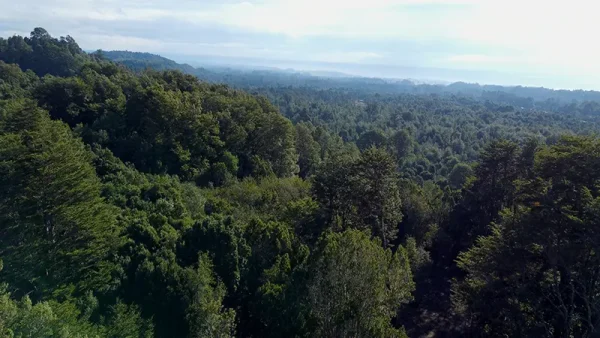 Bosque Los Chaquihues (9)