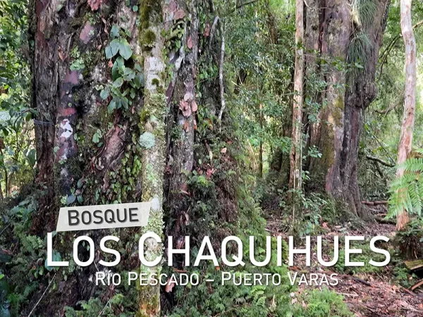 Campo en venta Bosque Chaquihues Puerto Varas