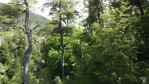 Farm at Maihue Lake, Chabranco Forest - Futrono, Los Ríos Region - Image 2