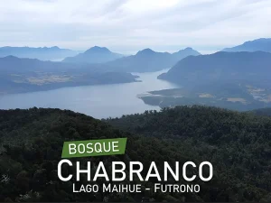 洛斯里奥斯大区 Chabranco 森林 - Futrono 的 Maihue 湖中的田野。