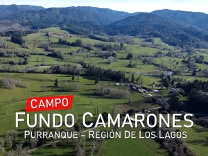 Campo Fundo Camarones Purranque copia