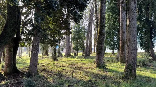 Field in Purranque, Camarones - Lakes Region - Image 12
