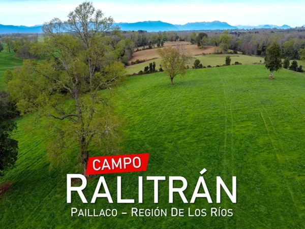 Campo Ralitrán Paillaco