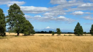 Subsidio a tierras indigenas (1)