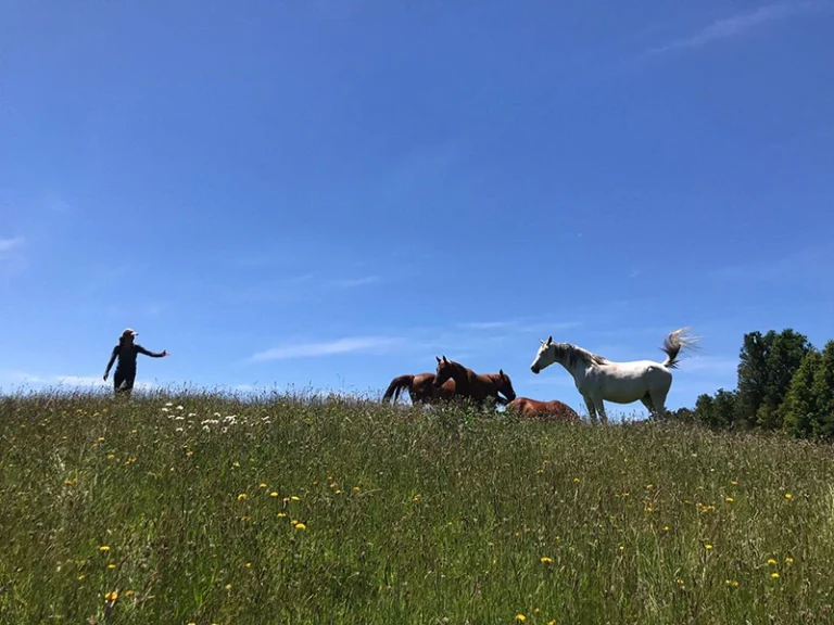 SUIZA DE PICHIJUAN CABALLOS 1