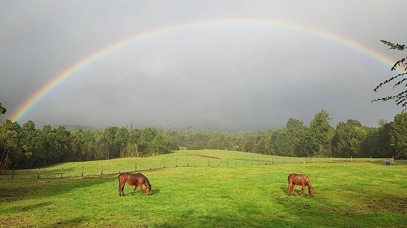 SUIZA DE PICHIJUAN FINAL 2