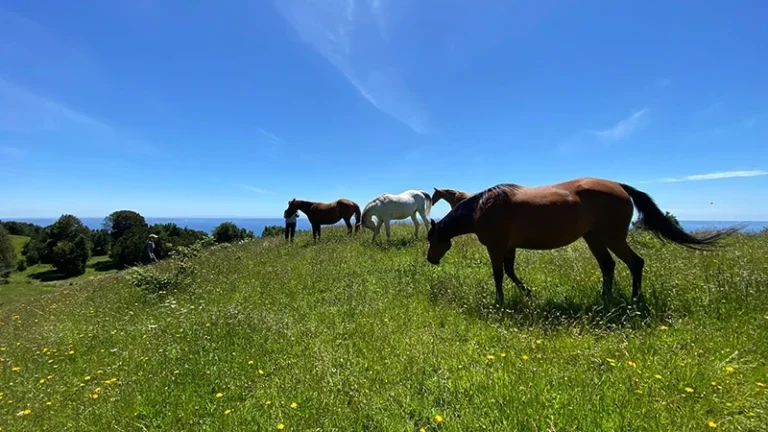 SUIZA DE PICHIJUAN FINAL